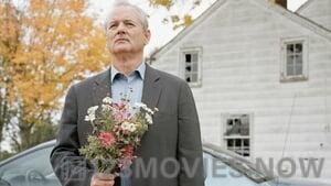 Broken Flowers