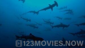 Sharkwater: Extinction