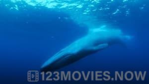 The Loneliest Whale: The Search for 52