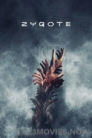 Zygote